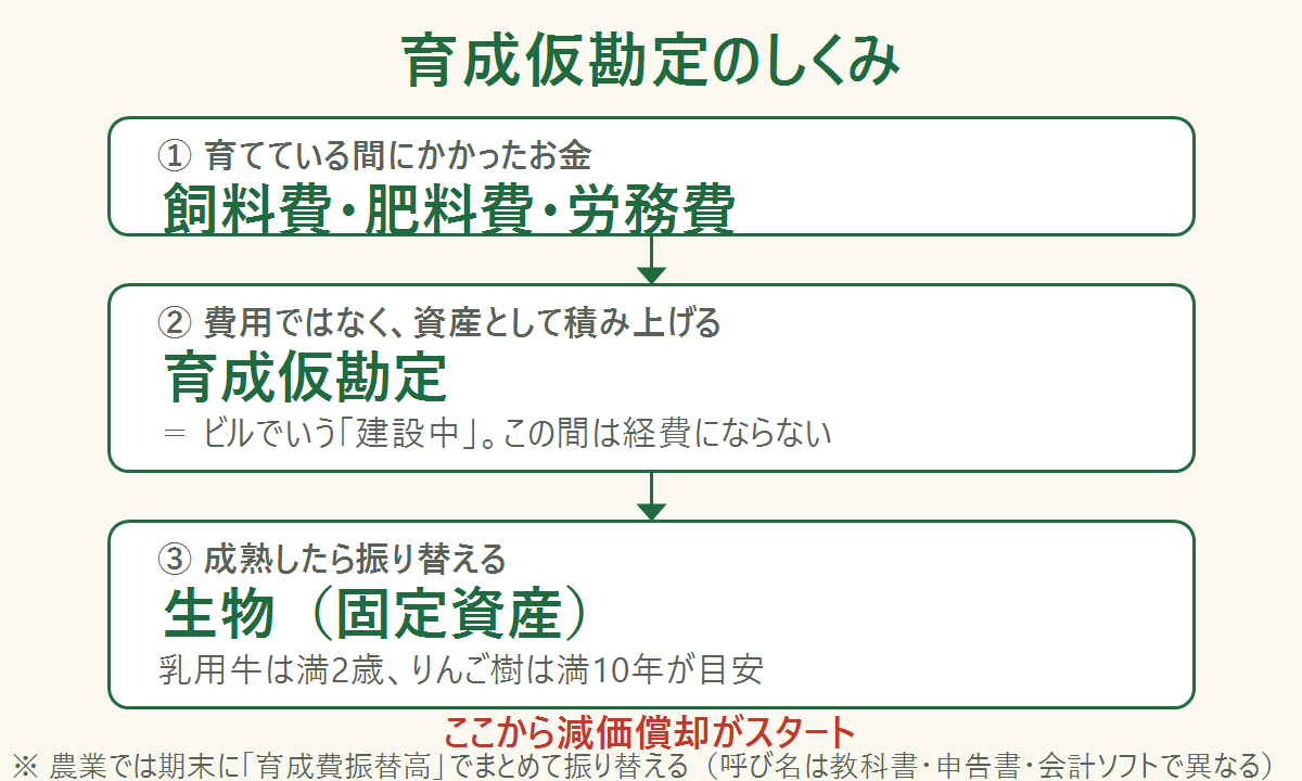 育成仮勘定のしくみを3段階で示した図。①育てている間にかかった飼料費・肥料費・労務費、②費用ではなく資産として育成仮勘定に積み上げる(ビルでいう建設中でこの間は経費にならない)、③成熟したら生物(固定資産)へ振り替え、乳用牛は満2歳・りんご樹は満10年が目安で、ここから減価償却がスタートする